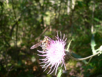 a0063364_0101789.jpg