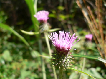 a0063364_094380.jpg