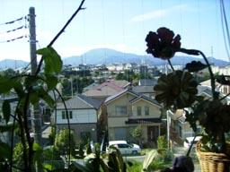 a0055866_1554668.jpg