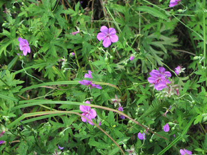 d0055690_0235385.jpg