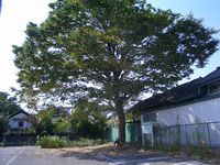 d0069498_1052022.jpg