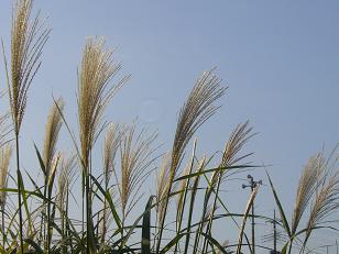 a0090005_72012100.jpg