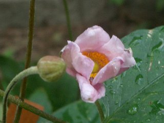 b0061107_12134362.jpg