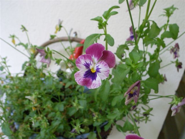 c0056315_045253.jpg