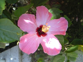 e0073418_20263343.jpg