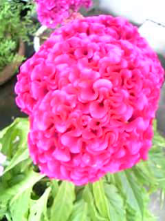 e0087443_23593410.jpg