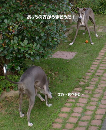 c0087047_203688.jpg
