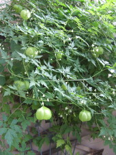b0087483_7525711.jpg
