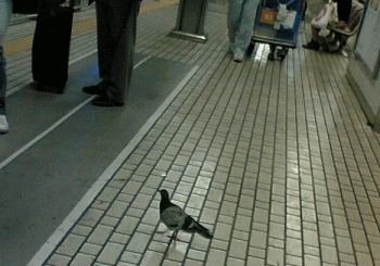 c0088584_1515445.gif