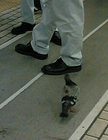 c0088584_1525884.gif