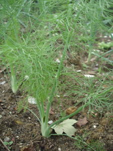 f0106597_16443370.jpg