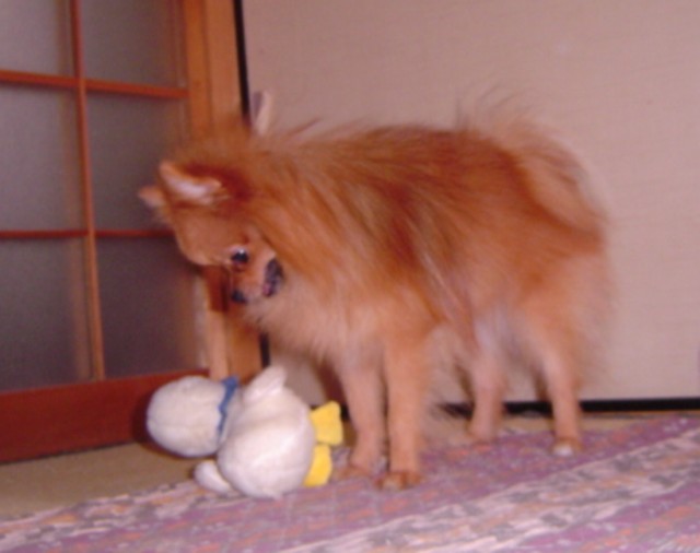 f0012924_12544234.jpg