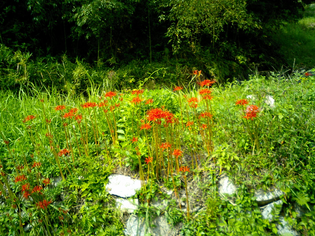 c0077871_12595192.jpg