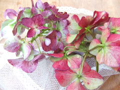 b0090883_11594359.jpg