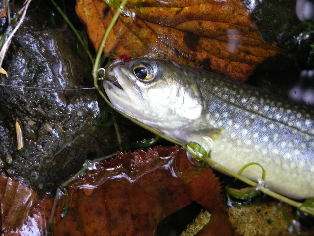 f0092492_8341487.jpg