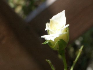 b0061107_2226722.jpg