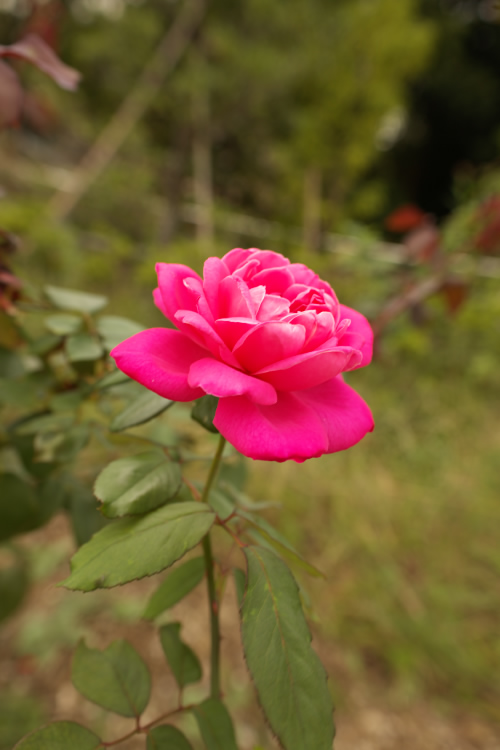 f0014815_2091298.jpg