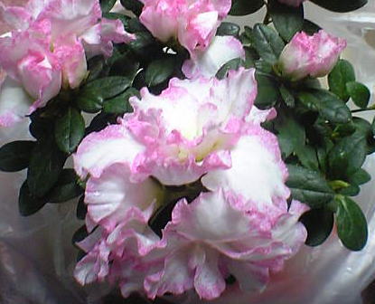 a0021421_1324695.jpg
