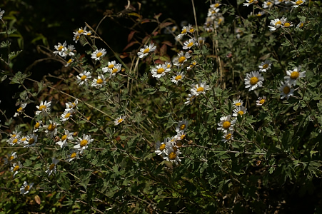 e0054067_11134669.jpg