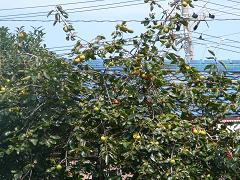 f0047884_23502457.jpg