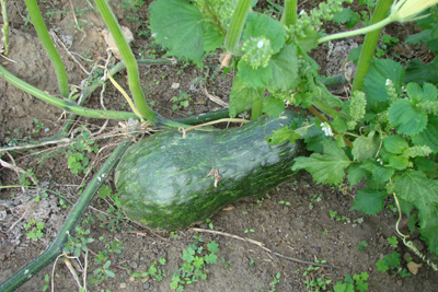 e0008586_2292143.jpg
