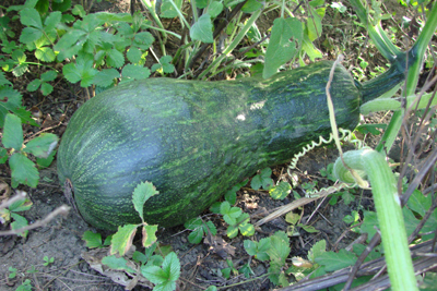 e0008586_2295959.jpg