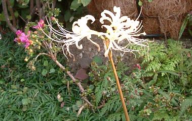 f0068511_0324026.jpg