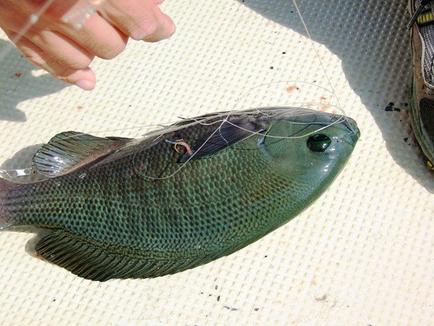 f0033041_11125234.jpg