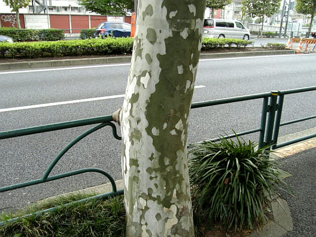 e0083359_22144457.jpg