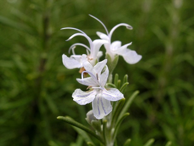 a0063270_21372786.jpg