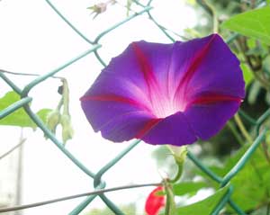 c0071870_0474441.jpg
