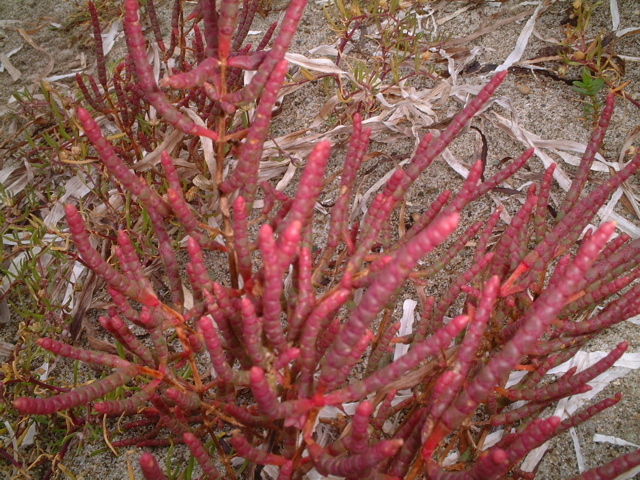 e0005280_23461623.jpg