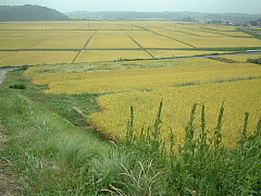 c0068891_20192360.jpg