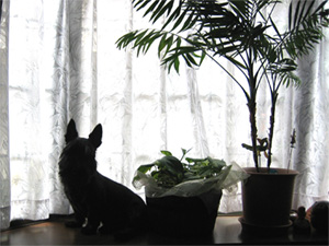 a0091796_152474.jpg