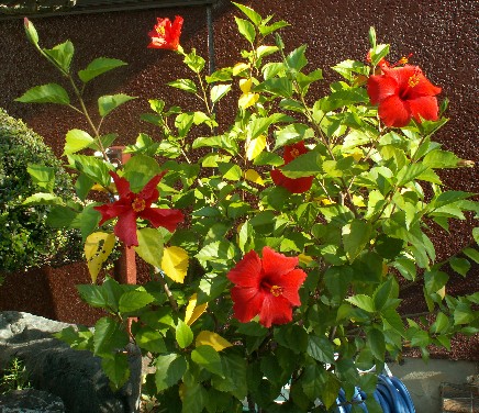a0037298_1331576.jpg