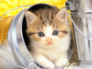 a0055913_1358840.gif