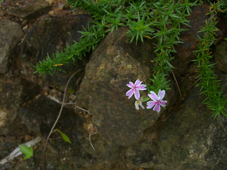f0018417_4222136.jpg
