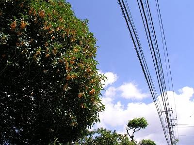 f0004019_1902910.jpg