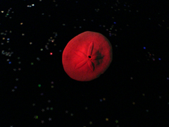 e0005548_035969.jpg