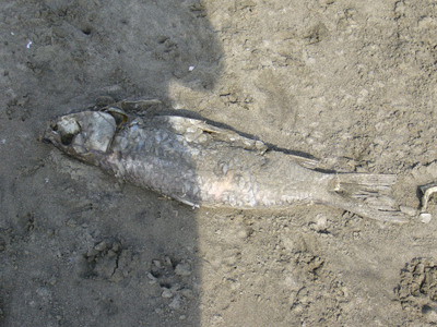 b0045357_13144378.jpg