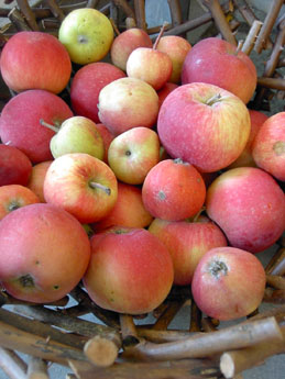 f0032969_4203557.jpg