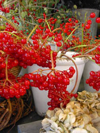 f0032969_4412952.jpg