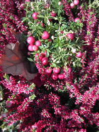 f0032969_4425482.jpg