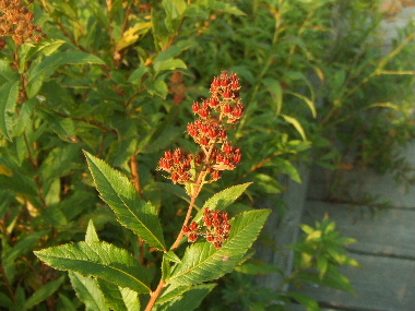 f0041606_1240452.jpg