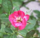 a0019212_2138643.jpg