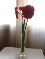 c0086320_6123777.jpg
