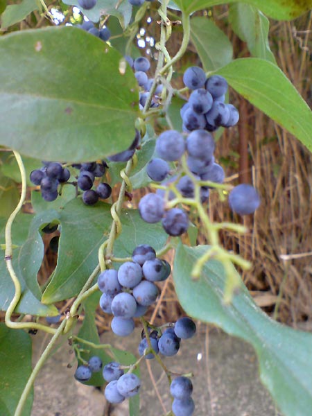 e0034047_16465055.jpg
