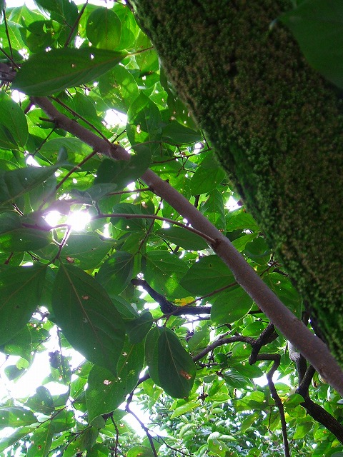 a0017161_11503392.jpg