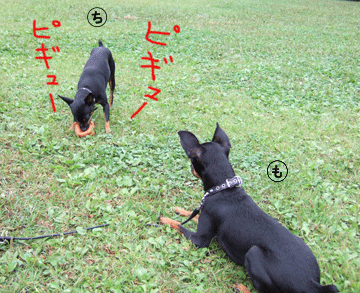 c0012571_14132976.gif