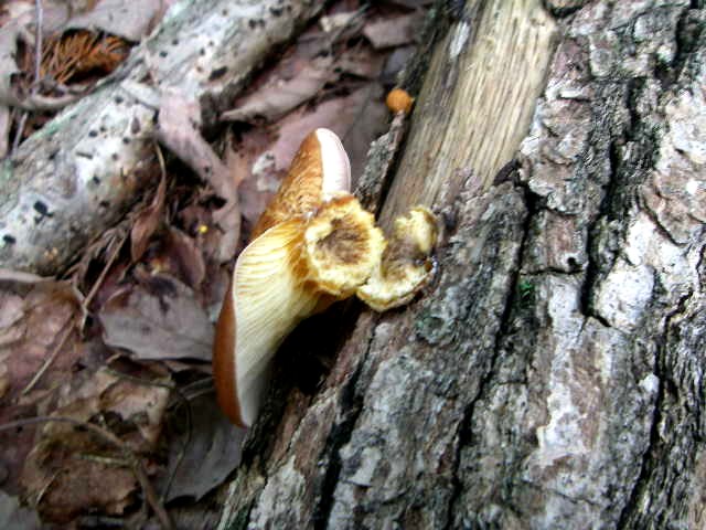 a0066081_23595754.jpg